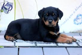 Black And Tan Coonhound Puppies For Sale In Pa Puppy Finder Find Buy A Dog Today By Using Our Petfinder Rottweiler Puppies Puppies Dog Spay