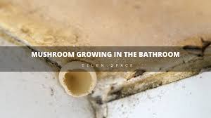 Under ideal conditions (optimal temperature and level of humidity), it takes 24 to how quickly can mold make you sick? Mushroom Growing In The Bathroom How To Act Tilen Space