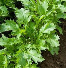 Mizuna Organic Asian Green Seed Johnny S Selected Seeds Garden Seeds Organic Vegetable Seeds Organic Seeds