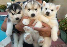 Free Dogs Near Me Free Puppies Pomsky Puppies Free Siberian Husky Puppies