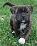 Staffordshire Bull Terrier Puppy for sale by owner ...