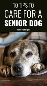 How To Care For A Senior Dog Senior Dogs Care Senior Dog Health Senior Dog