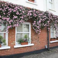 Check spelling or type a new query. Clematis Montana Var Rubens Tetrarose Clematis Group 1 Clematis Montana Clematis Evergreen Clematis