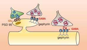Tuning Gabaergic Inhibition Gephyrin Molecular Organization And Functions Sciencedirect