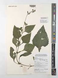 Image result for Adenostemma mauritianum