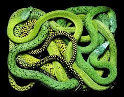 Pin On Exotic Snakes