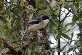 Image result for Cibirhiza