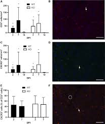 How many mm in 1 pt? Https Physoc Onlinelibrary Wiley Com Doi Pdf 10 14814 Phy2 13689