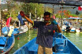 Demikian arti dari peribahasa bagai telur di ujung tanduk. Nasib Nelayan Pulau Pinang Bagaikan Telur Di Hujung Tanduk Sam Bm Eng Aliran