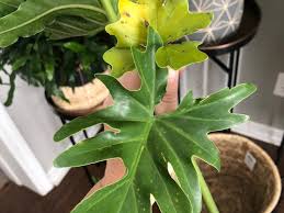 Changes in leaf color and texture and spotted leaves might mean insects are housed in that houseplant. Philodendron Leaf Spots