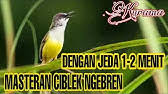 Masteran wajib ciblek gunung gacor cililin gacor kolibri ninja gacor bird mastering. Ciblek Kristal Ngalung Nembak Ngebren Pancingan Untuk Ciblek Dirumah Agar Ikut Gacor Youtube
