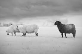 Word origin late 18th century: The Power Of Being The Black Sheep In Your Family