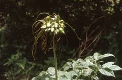 Image result for Habenaria uncicalcar