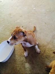 Other designer teddy bear dog breeds. Cute Pitbull Puppies For Sale For Sale In Manassas Virginia Classified Americanlisted Com