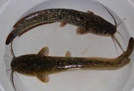 Ikan Lele Afrika Ikan Habitat