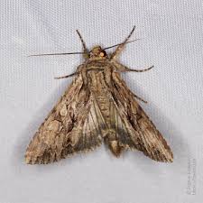 Image result for Apamea monoglypha