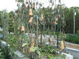 We did not find results for: Bountiful Trellised Squash Abundant Mini Gardens