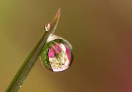 Yassine صور رائعة الإنعكاس على قطرات الماء