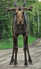 Moose are browsers and thrive in riparian habitat. Roadblock On The Gunflint Trail In Cook Country Minnesota Animals Animals Wild Beautiful Creatures
