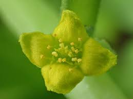 Image result for Tetragonia tetragonioides