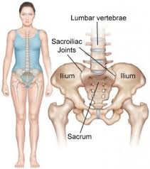 In the rear of the abdomen are the back muscles and spine. Chiropractors Are The First Stop In Ending Low Back Pain