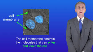 We did not find results for: Gcse Science Revision Biology Animal Cells Youtube
