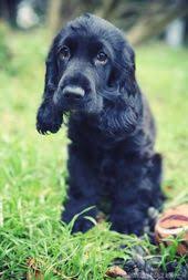 Des Yeux De Cocker Chiot Cocker Cocker Cocker Chien