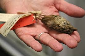 They have not damaged the park nor have they taken away from my enjoyment of the park in any way. Managing Feral Cats In Philadelphia Is Pitting Cat Lovers Against Birders Whyy