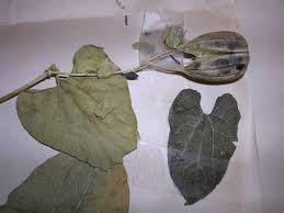 Image result for Aristolochia albida