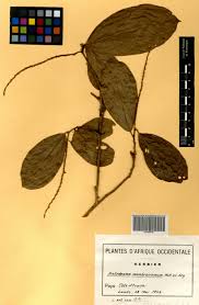 Image result for Antidesma membranaceum