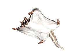 Despite their tiny size, japanese dwarf flying squirrels can glide up to 160 meters in distance, in one go! Flying Squirrel 11 Interesting Facts Control Removal Pest Wiki
