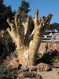 Image result for Cyphostemma schlechteri