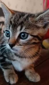 Pin By Silo On Chaton Trop Mignon Cats Persian Cat Animals