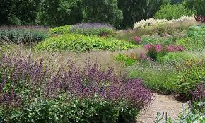 Meadow Style Planting By Piet Oudolf By Celerycelery Via Flickr Plants Garden Design Meadow Garden