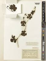 Image result for Trochomeria