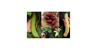 Image result for Canavalia gladiata