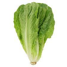 We did not find results for: Can Bearded Dragons Eat Romaine Lettuce Is It Good For Them Clever Pet Owners