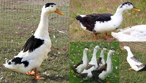 It is raised as a general purpose duck and named for it's distinctive black and white plumage. Magpie Duck Breed Everything You Need To Know