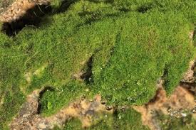 Image result for Crepidomanes