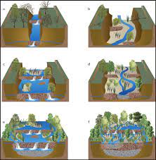 Now this dam building rodent is thriving once again and coming into conflict with landowners. Conceptual Model Illustrating How Beaver Dams Affect The Development Of Download Scientific Diagram