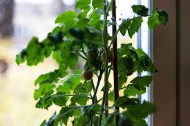 Maybe you would like to learn more about one of these? Farbror Gron Sticklingsforokning Av Tomater Instruktion