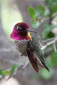 Looking Back By Papatheo Beautiful Birds Pet Birds Pretty Birds