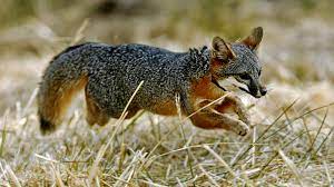 Made with over 30 unique buildings, objects and textures. Once Nearly Extinct California Island Foxes No Longer Endangered The Two Way Npr