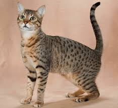 These cats love being around their owners, and indeed, they tend to form really close bonds with them. Arabian Mau Cat Breed Overview On Zveroom Wikipetia