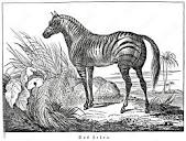 Zebra (from Das Heller-Magazin, October 11, 1834) Stock ...