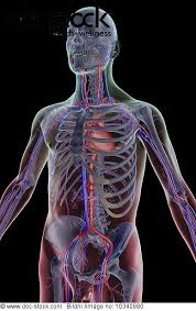 There are many organs in the body, more than seventy in total, so if we are to cover any ground in this article we'll want to limit them just to the major organs. An Anterolateral View Left Side Of The Blood Supply Of The Upper Body The Surface Anatomy Of The Body Is Semi Transparent And Tinted Red And Green Royalty Free Image Doc Stock