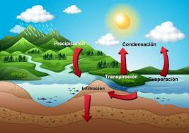El agua precipitada es infiltrada en la corteza terrestre, para luego convertirse en agua subterránea. Ciclo Del Agua Que Es Definicion Y Etapas Toda Materia