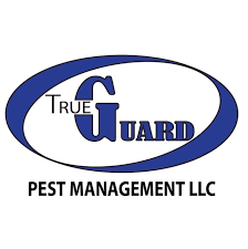 Az pest's termite inspectors and technicians offer the most advanced, and effective termite control. Gecko Pest Management Home Facebook