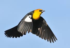 Black Bird With White Chest Colorado Yellow Headed Black Bird Birds Flying Black Bird Beautiful Butterflies