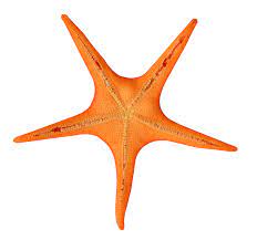 Star Fish Png Image Starfish Png Images Brittle Star